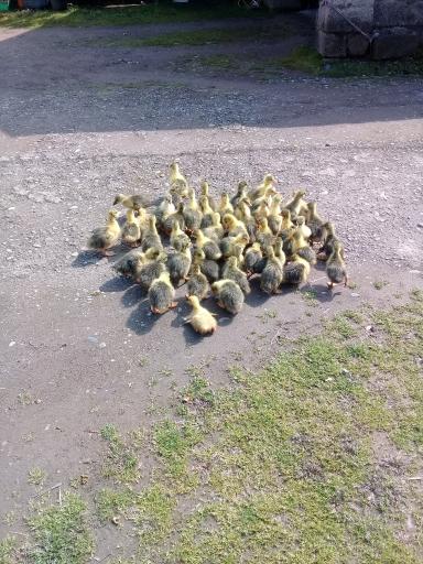 عکس جوجه کشی لاری و غاز حجت علی زاده