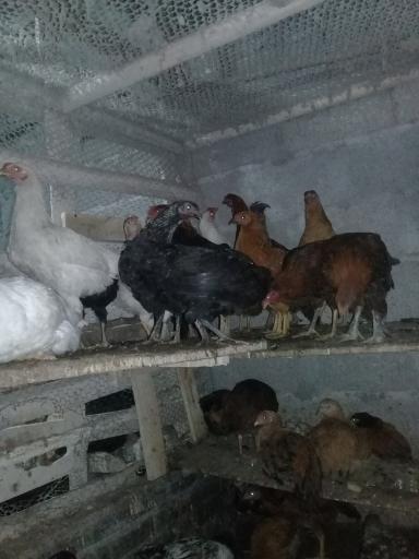 عکس جوجه کشی لاری و غاز حجت علی زاده