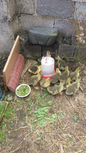 عکس جوجه کشی لاری و غاز حجت علی زاده