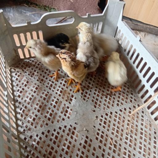 عکس جوجه کشی لاری و غاز حجت علی زاده