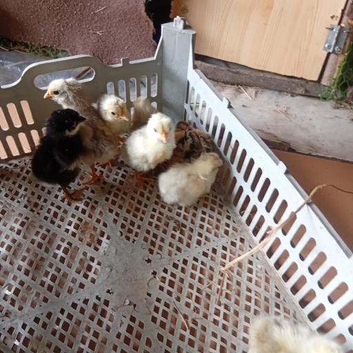 عکس جوجه کشی لاری و غاز حجت علی زاده