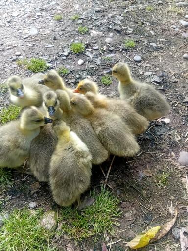 عکس جوجه کشی لاری و غاز حجت علی زاده