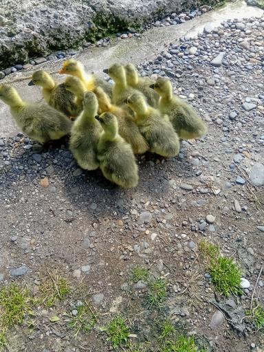 عکس جوجه کشی لاری و غاز حجت علی زاده