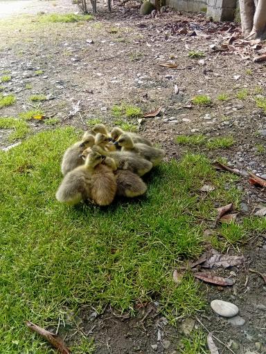 عکس جوجه کشی لاری و غاز حجت علی زاده