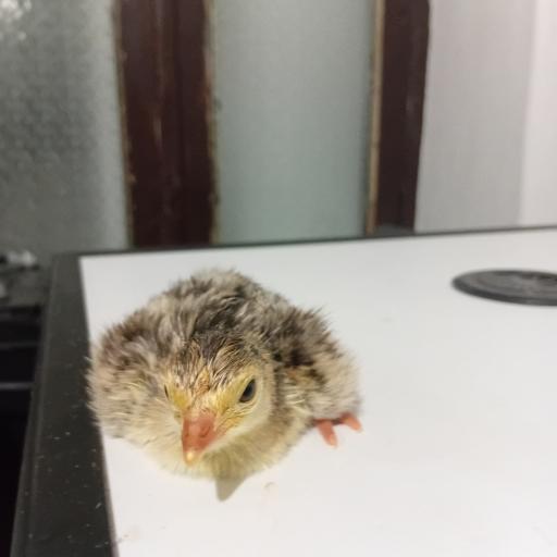 عکس جوجه کشی لاری و غاز حجت علی زاده