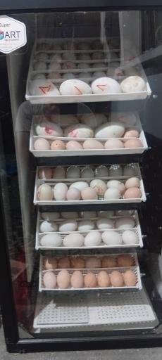 عکس جوجه کشی لاری و غاز حجت علی زاده