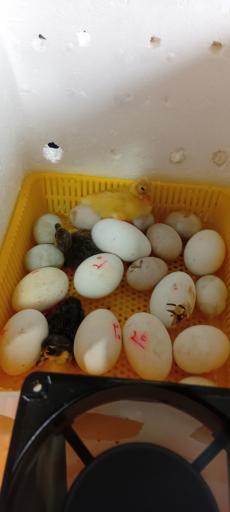 عکس جوجه کشی لاری و غاز حجت علی زاده