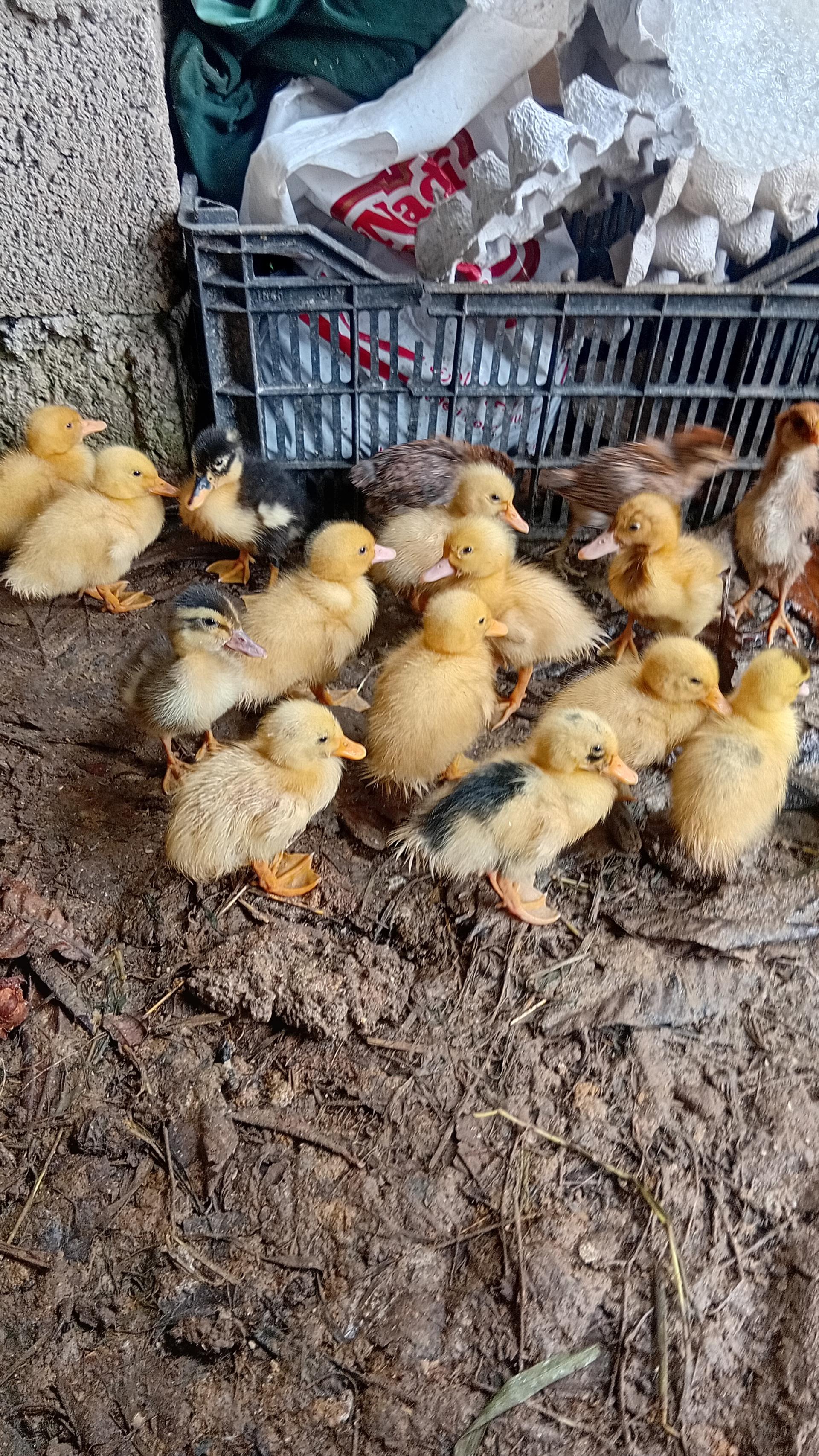 عکس جوجه کشی لاری و غاز حجت علی زاده