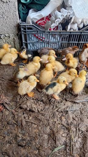 عکس جوجه کشی لاری و غاز حجت علی زاده