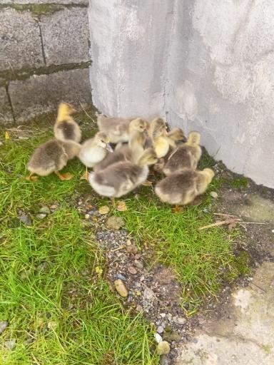 عکس جوجه کشی لاری و غاز حجت علی زاده