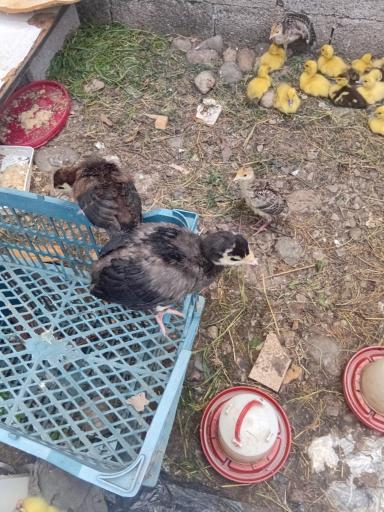 عکس جوجه کشی لاری و غاز حجت علی زاده