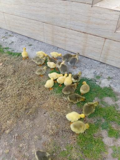 عکس جوجه کشی لاری و غاز حجت علی زاده
