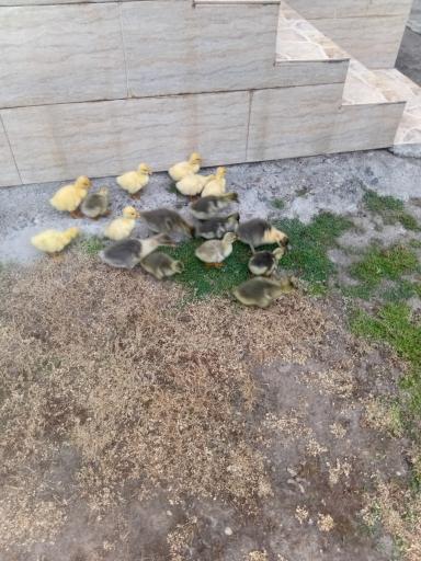 عکس جوجه کشی لاری و غاز حجت علی زاده
