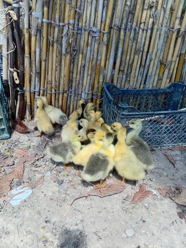 عکس جوجه کشی لاری و غاز حجت علی زاده