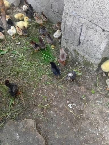 عکس جوجه کشی لاری و غاز حجت علی زاده