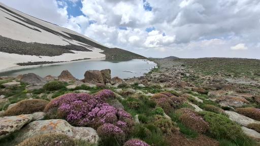 عکس قوش گولی