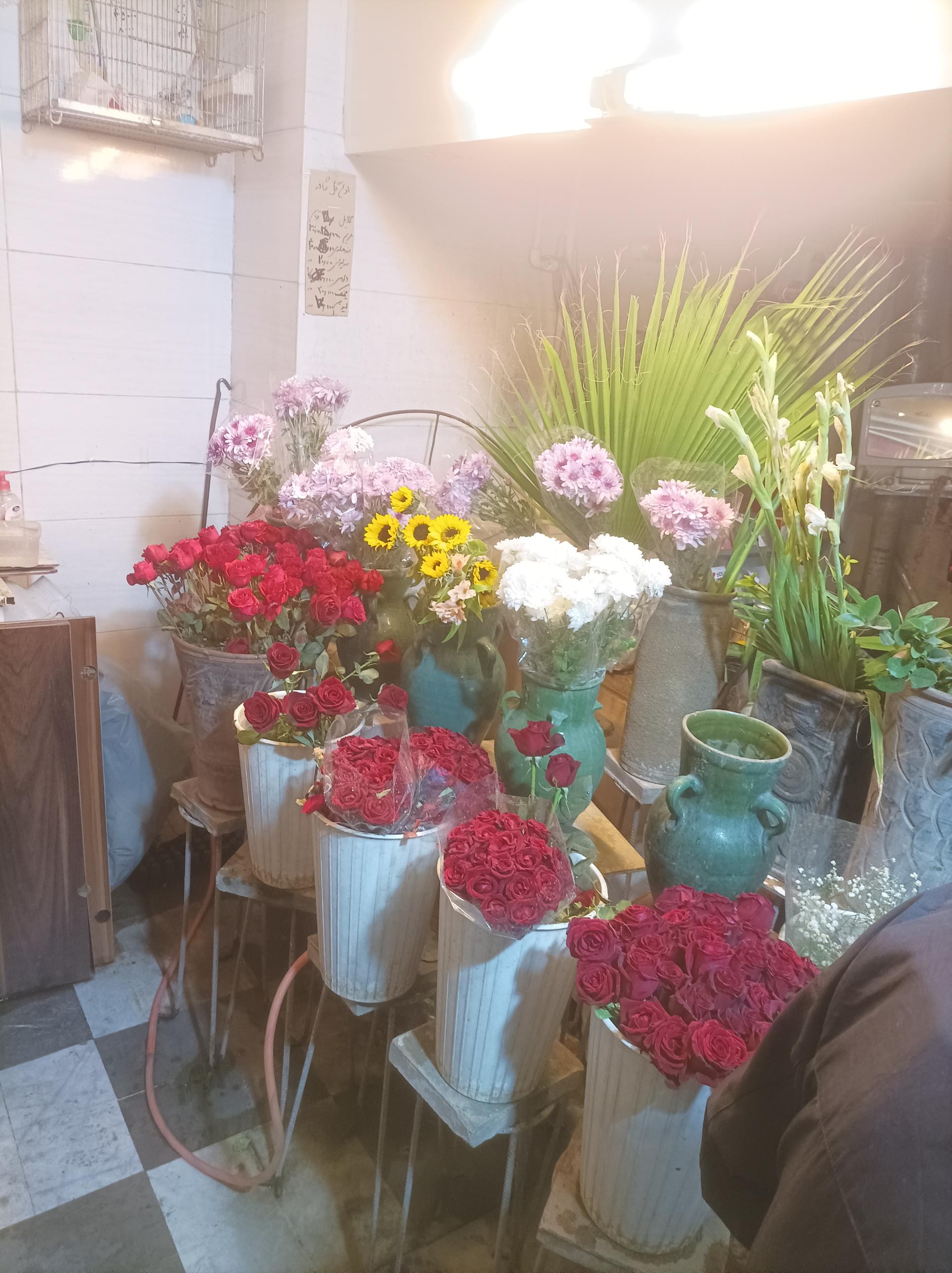 عکس گل شقایق