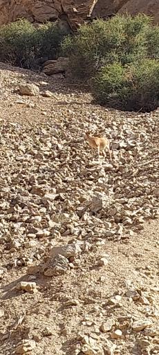 عکس مهدی‌شهر