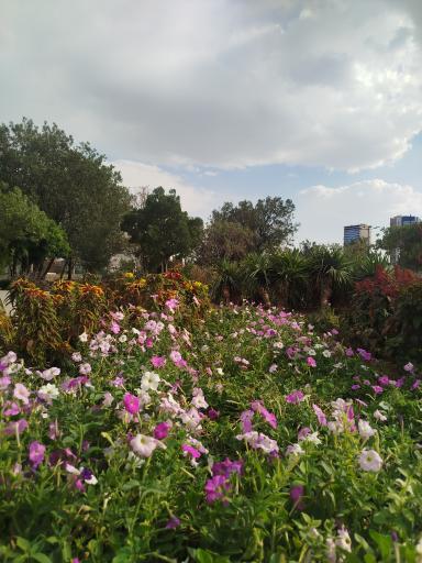 عکس پارک شمس تبریزی