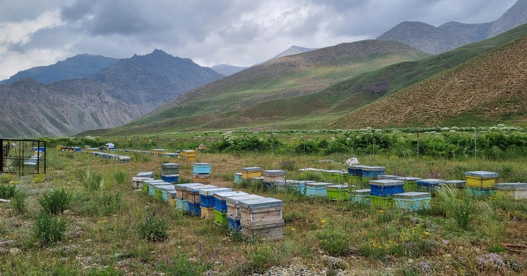 عکس زنبورستان مهدی کلهر