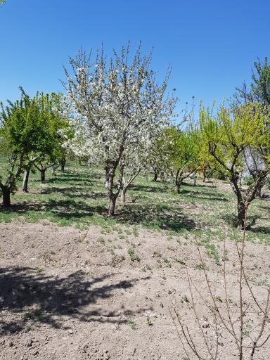 عکس بختیار