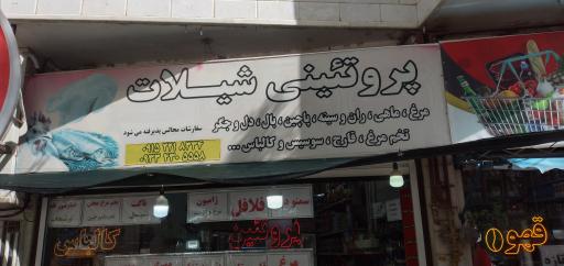 عکس پروتئینی شیلات