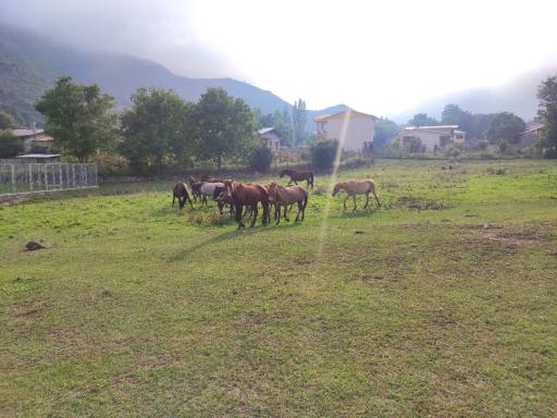 عکس دلیر