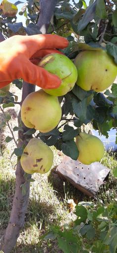 عکس باغ کریم رحمانی واحد