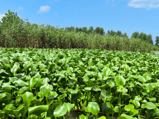 عکس اسکله قایقرانی دلارام تالاب انزلی