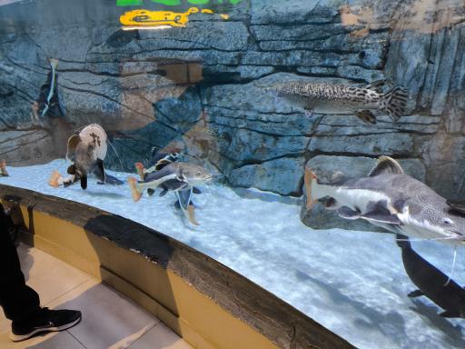 عکس اسکله قایقرانی دلارام تالاب انزلی