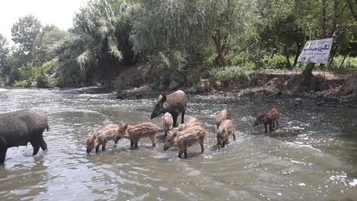 عکس اسکله قایقرانی دلارام تالاب انزلی