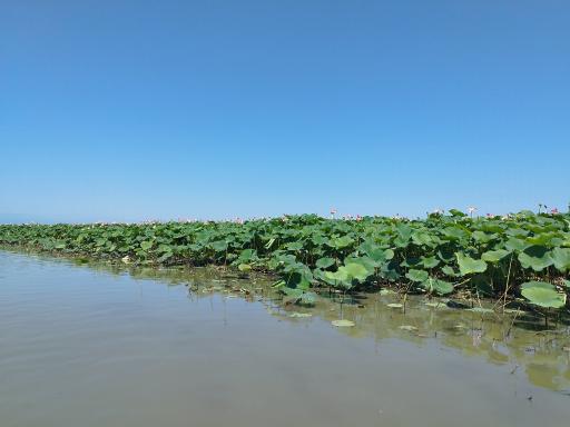 عکس اسکله قایقرانی دلارام تالاب انزلی