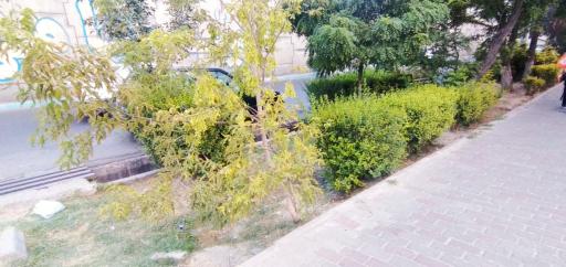 پارک پامچال