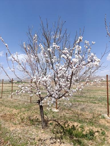 عکس قورچی باشی