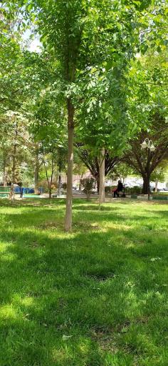 عکس پارک پامچال