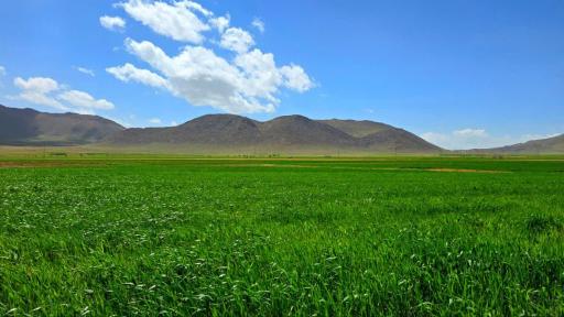 عکس قورچی باشی