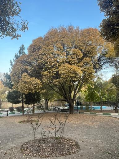 عکس پارک پامچال