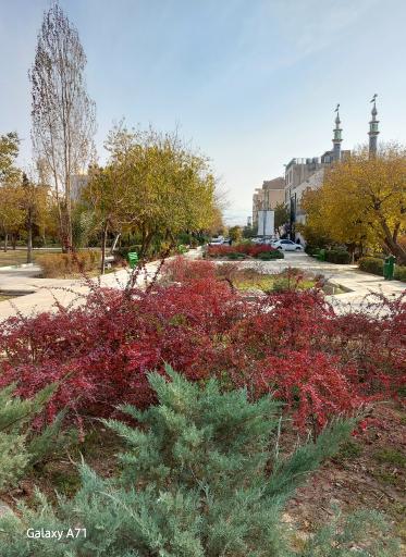 عکس بوستان نارنج