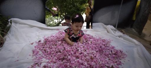 عکس گلابگیری و عرقیات بینظیر