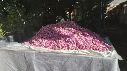 عکس گلابگیری و عرقیات بینظیر