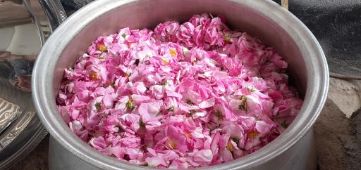 عکس گلابگیری و عرقیات بینظیر