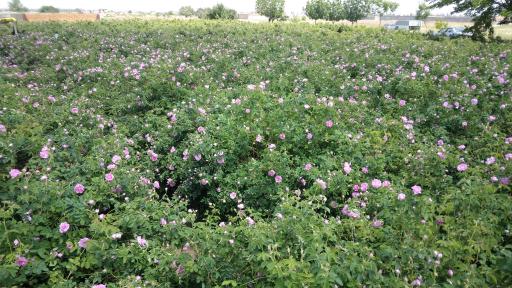 عکس گلابگیری و عرقیات بینظیر