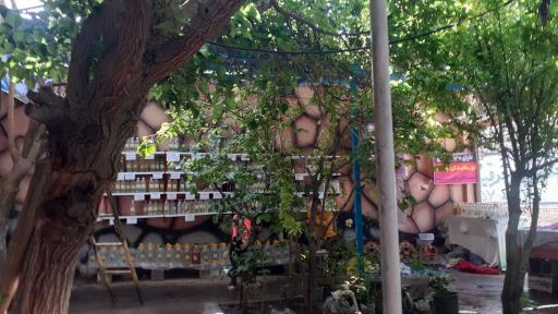 عکس گلابگیری و عرقیات بینظیر