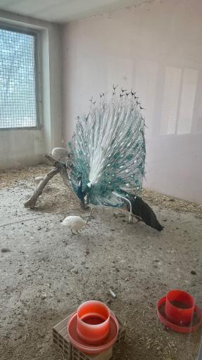 عکس باغ پرندگان