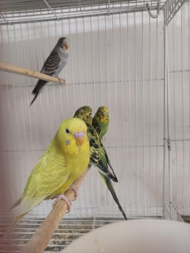 عکس پرنده دان امیر