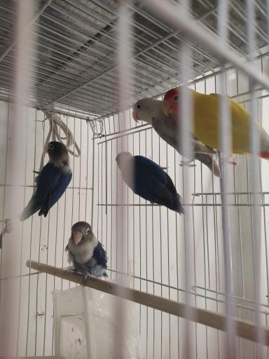 عکس پرنده دان امیر