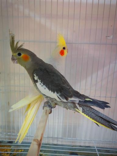 عکس پرنده دان امیر