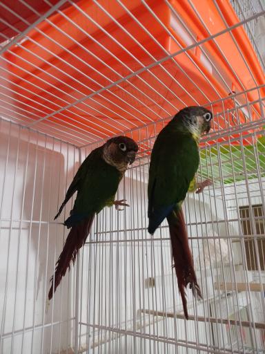 عکس پرنده دان امیر