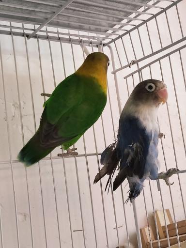 عکس پرنده دان امیر