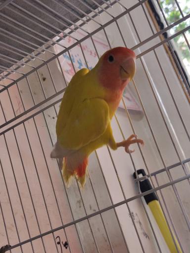 عکس پرنده دان امیر